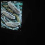 IMG_20181126_113013